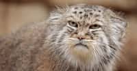 Le manul est la seule espèce du genre Otocolobus. Ce petit félin, entre 50 et 65 cm, loge dans les steppes d'Asie centrale. Il survit jusqu'à -50 °C ! Par  la localisation de son habitat, sa fourrure est longue et épaisse. Il ne pèse que de 2,5 à 4,5 kilos. Plutôt roux dans le sud de son aire de répartition, il est davantage gris au nord. On estime sa longévité à quelque 11,5 ans. Principalement actif au crépuscule, il chasse de petits mammifères tout en se protégeant des prédateurs. Sa petite taille le rendant vulnérable.Après une grossesse de 66 à 74 jours, la femelle donne naissance à des portées de trois à quatre chatons en moyenne. Sa tanière se cache dans une grotte ou une cavité quelconque. Ses petits sont protégés par un duvet jusqu'à leur deuxième mois, et quittent les pattes de leur mère à huit mois. Il est surnommé le chat de Pallas.© ArtushFoto